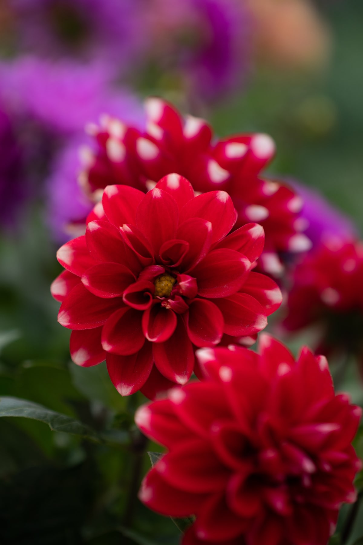 MK-60MM F2.8 Aps-C MFT