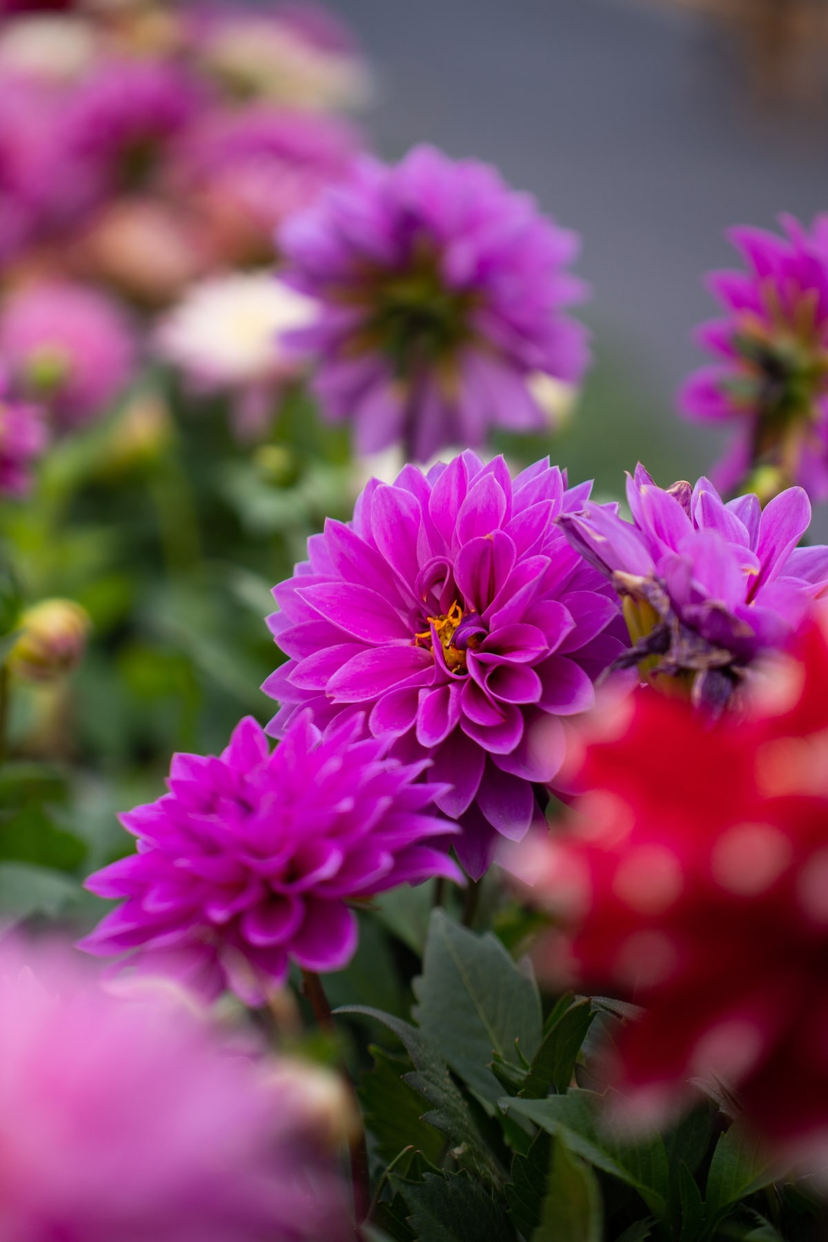 MK-60MM F2.8 Aps-C MFT