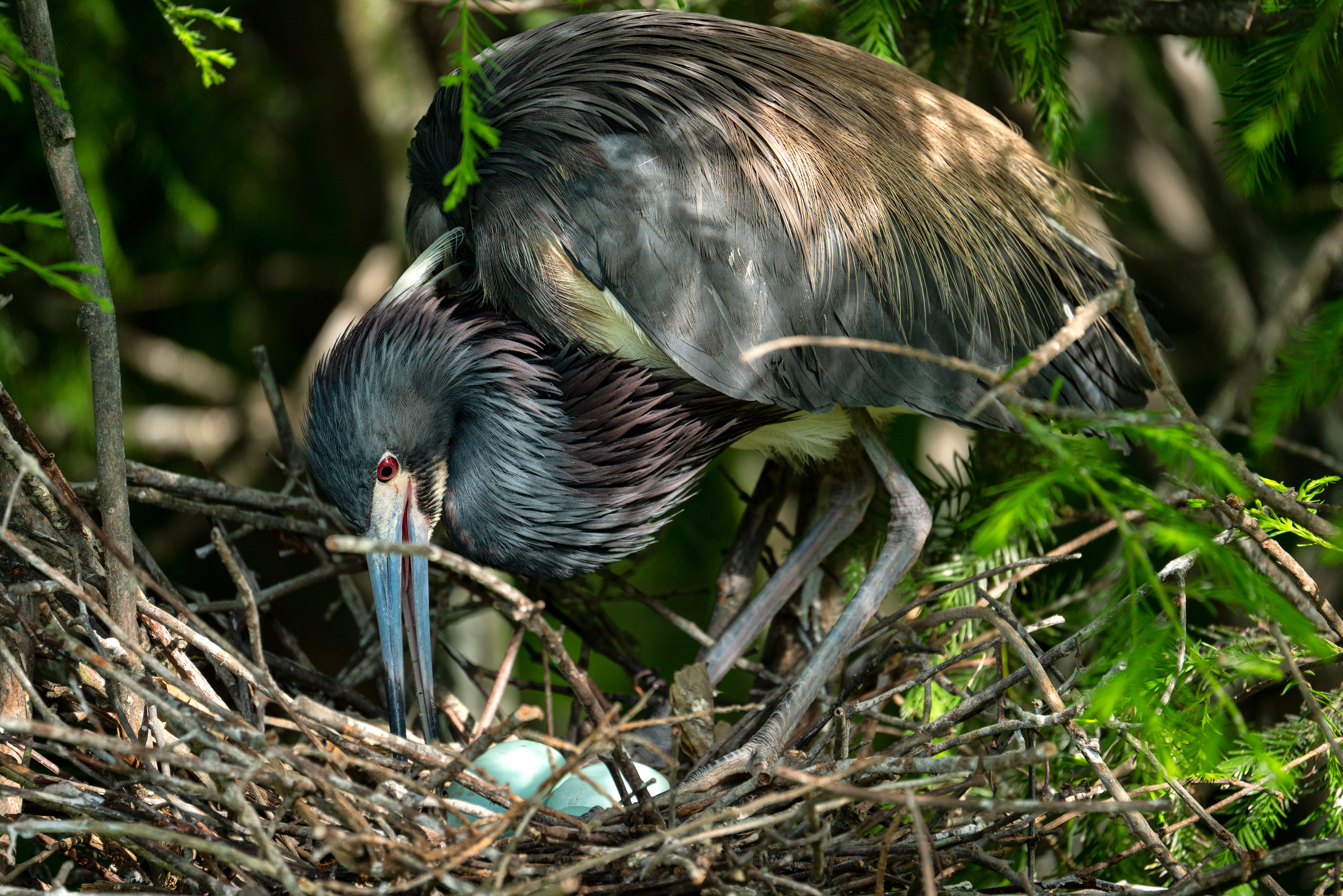 Snimka ptičjeg gnijezda snimljena Tamron objektivom