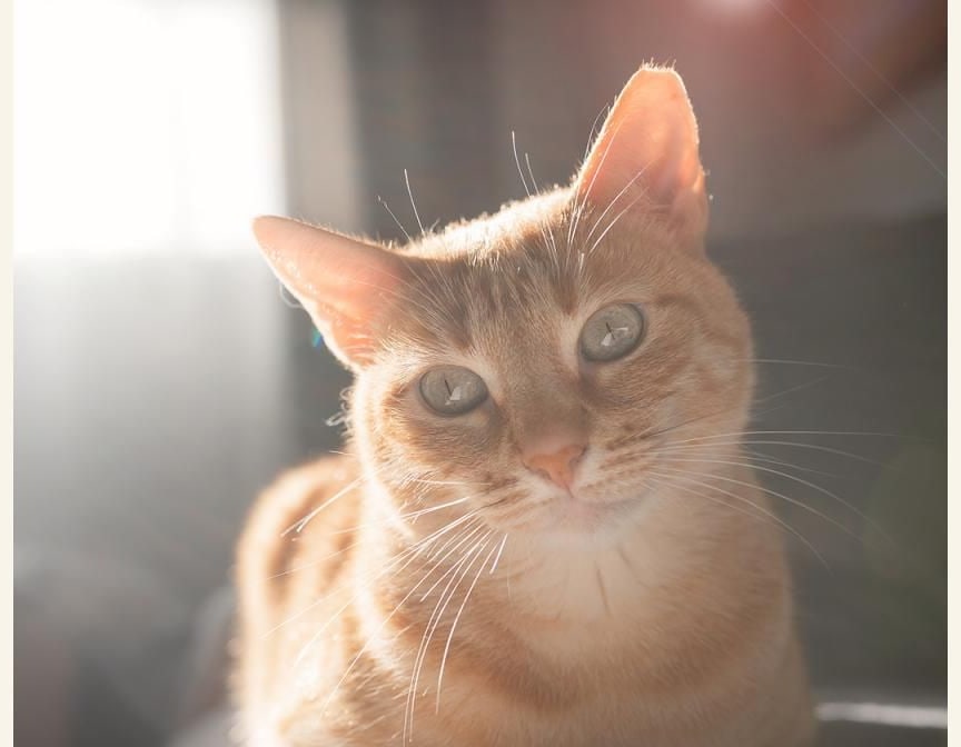Svjetlucanje oko svjetala