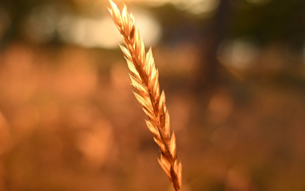 Lijep bokeh na svakoj žarišnoj duljini