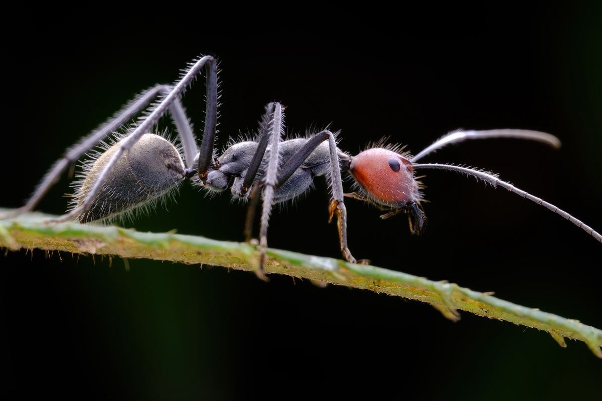 TTArtisan Macro 100mm F2.8 2x – Primjeri snimaka