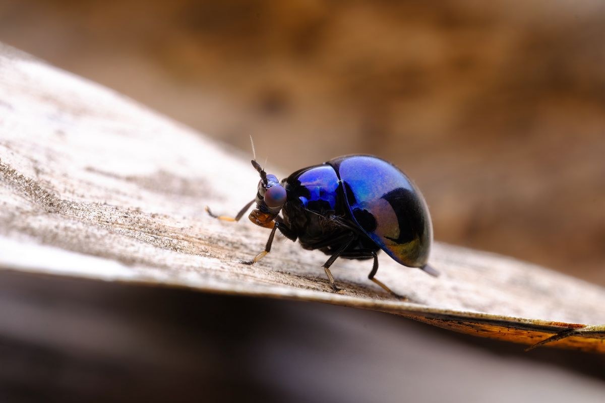 TTArtisan Macro 100mm F2.8 2x – Primjeri snimaka