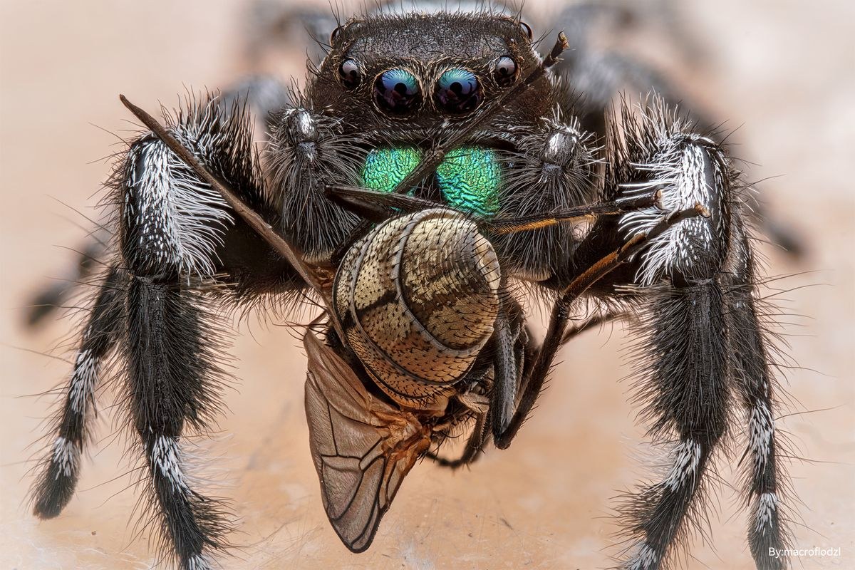 TTArtisan Macro 100mm F2.8 2x – Primjeri snimaka