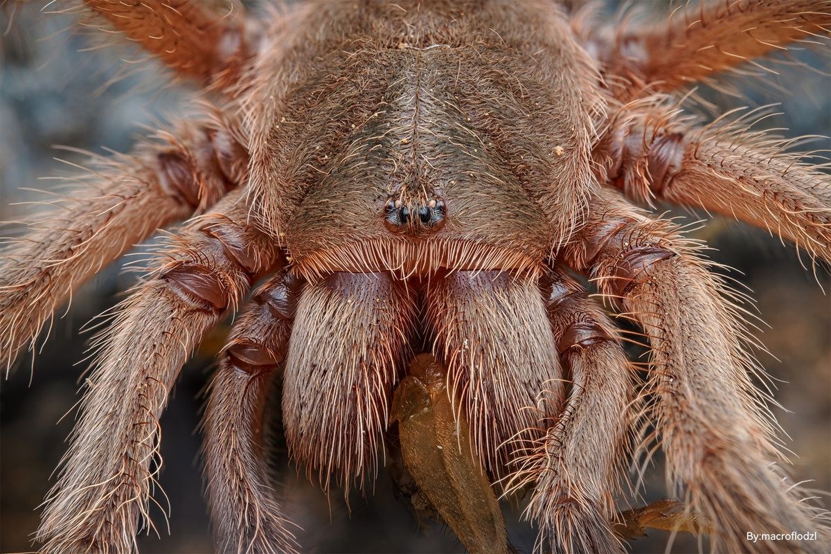 TTArtisan Macro 100mm F2.8 2x – Primjeri snimaka